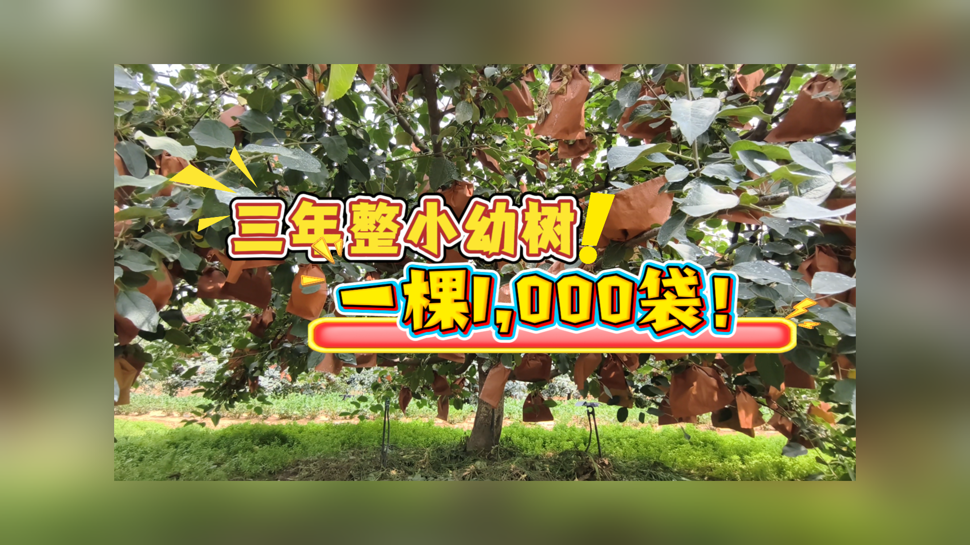 三年整的小幼树！一棵就能套上1,000袋！幼树丰产再次升级！