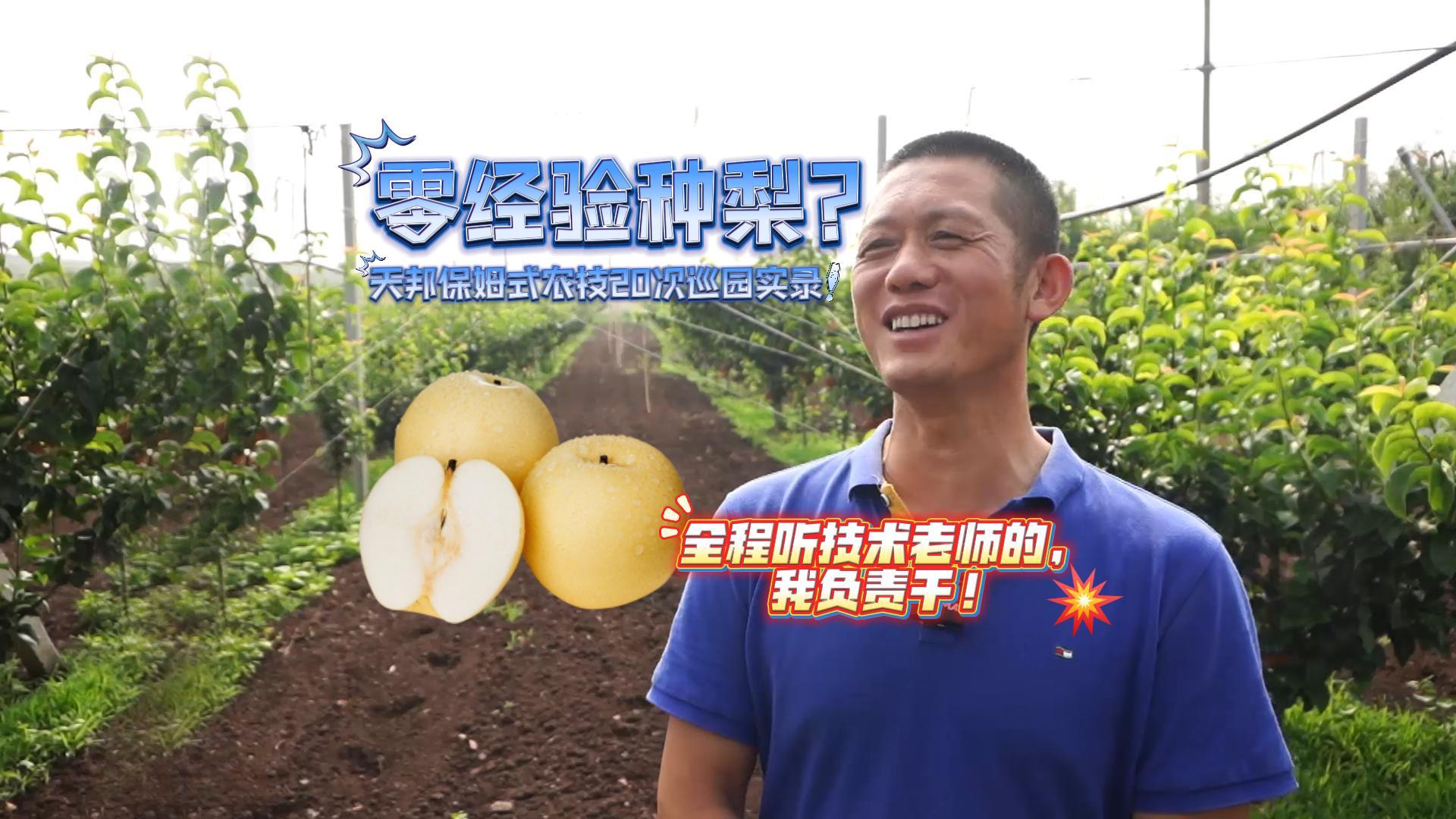 新手种秋月梨，需要注意哪些事？