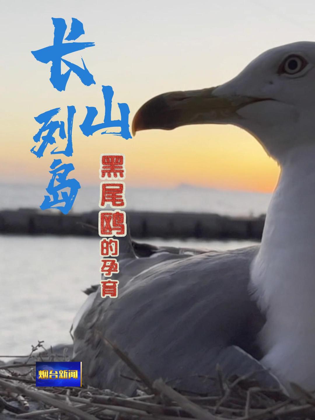 每年春夏，长山列岛化身黑尾鸥的“育儿天堂”！悬崖峭壁间，万千鸥鸟筑巢安家，羽翼翻飞间，新生雏鸟破壳啼鸣，生命的律动在碧海蓝天间奏响最动人的乐章。#长山列岛#渤海海峡#国际零碳岛#黑尾鸥