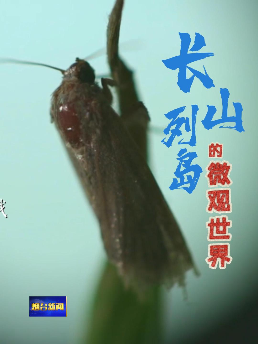 长山列岛的微观世界。#长山列岛#渤海海峡#国际零碳岛#微观世界