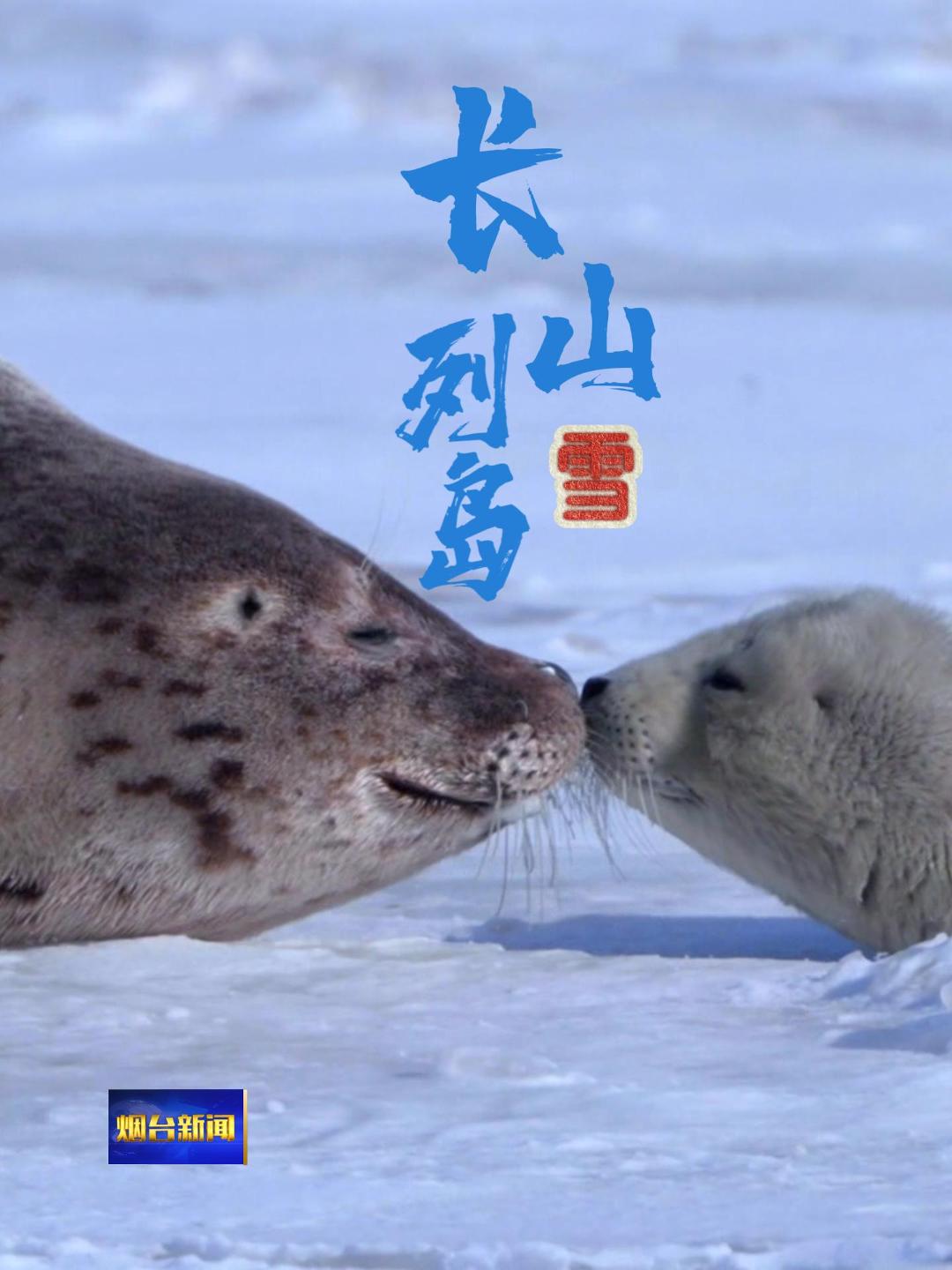 寒风裹挟着雪粒掠过海面，长山列岛的冬日秘境开启！#长山列岛#渤海海峡#国际零碳岛#雪