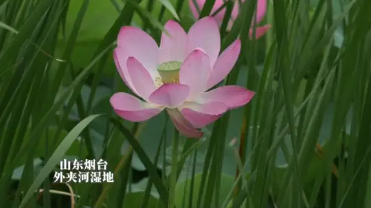 “自是人生长恨水长东”，原来古人早就告诉遗憾是人生常态