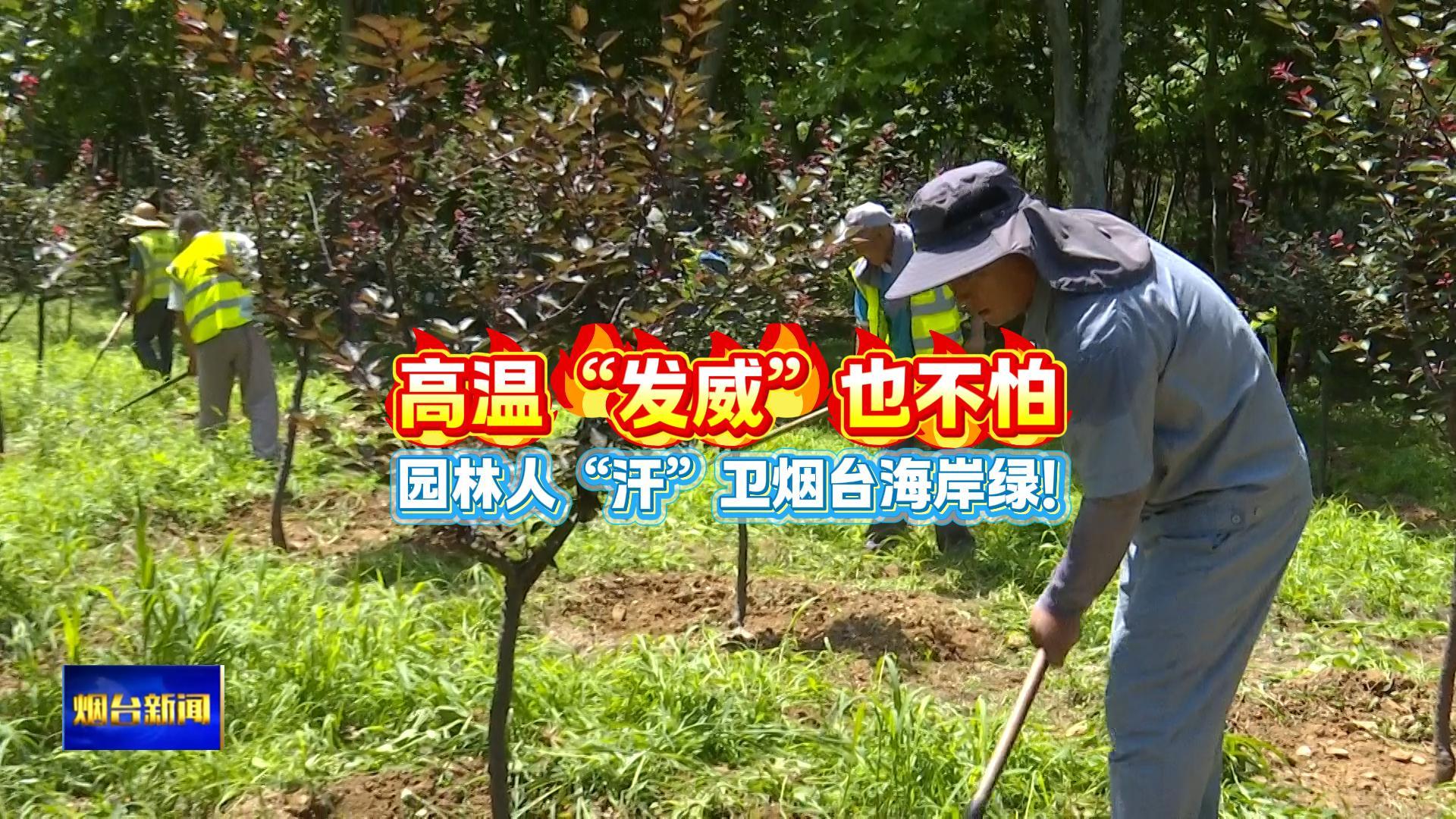 近日，持续的高温天气让户外作业面临严峻“烤”验。烟台市园林建设养护中心工作人员坚守岗位，用他们的坚韧和付出，为城市勾勒出一抹清新的绿色