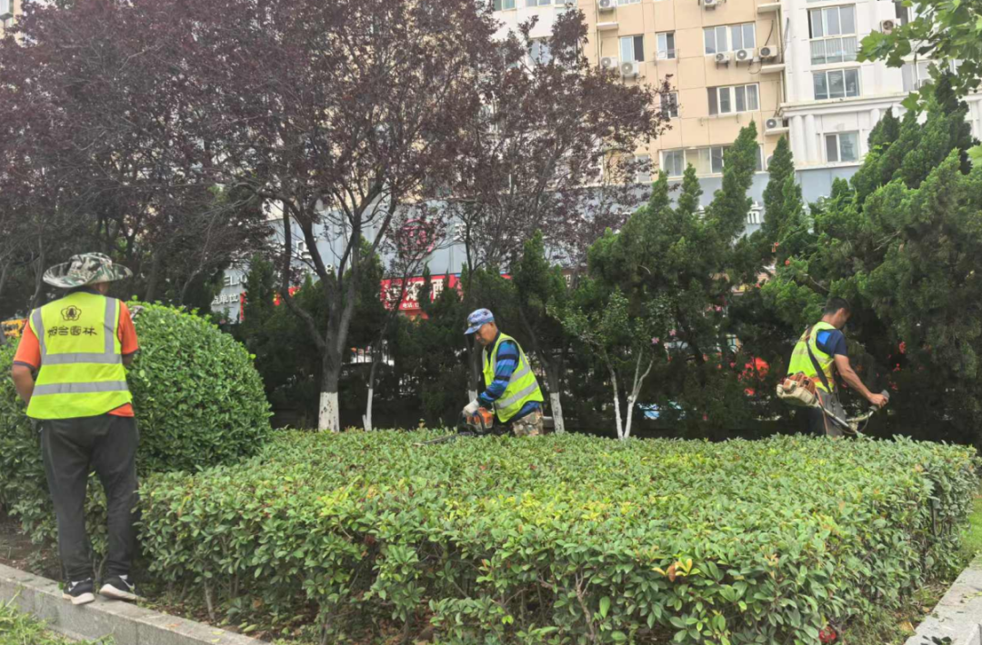 无惧高温“烤”验 烟台市园林建设养护中心全力守护城市绿意
