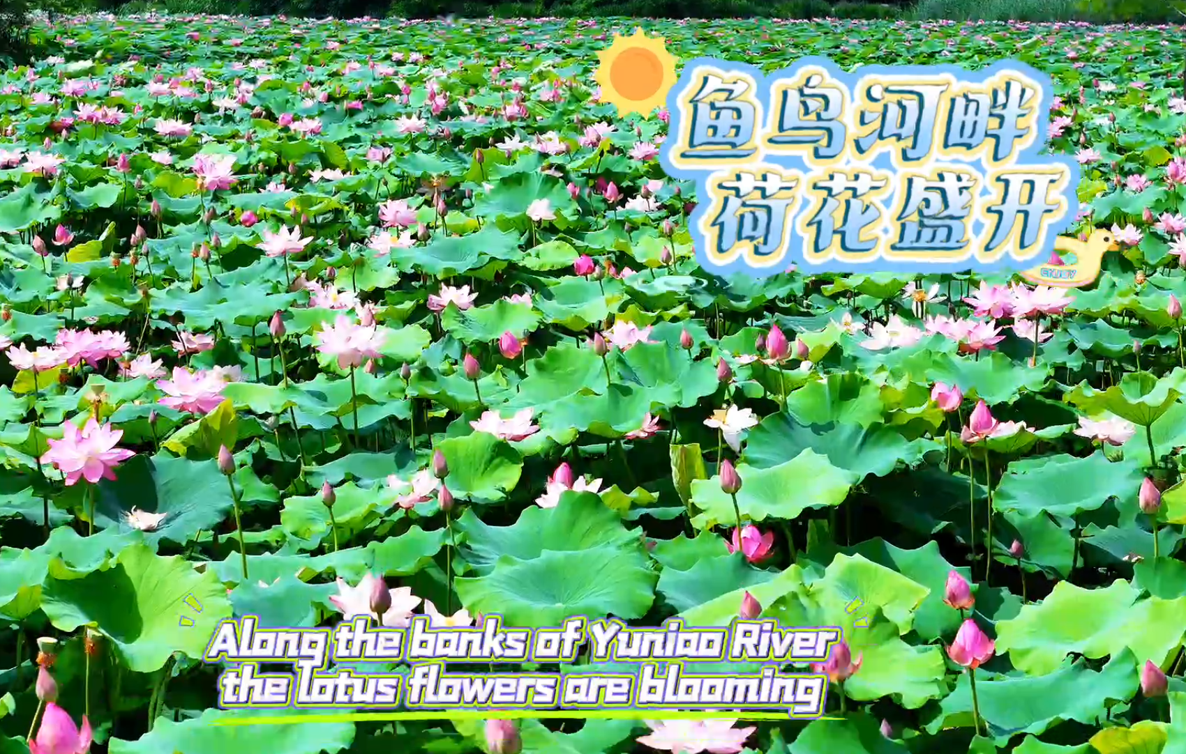 鱼鸟河畔，荷花盛开