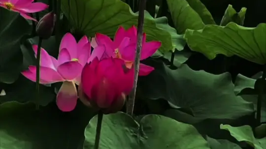 一阵风来碧浪翻，珍珠零落难收拾