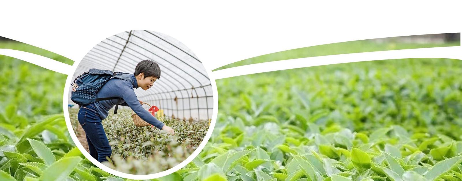 让烟台茶香飘向世界