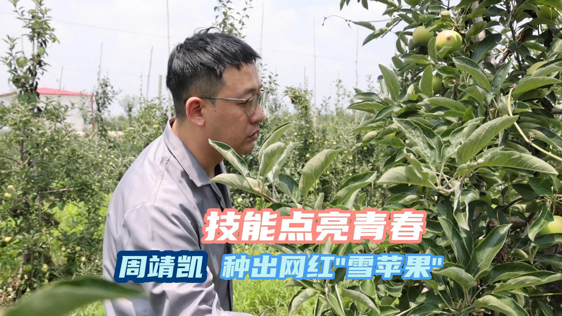 技术青年周靖凯突破苹果困局：自研早中晚熟三品种！网红“烟霞红”雪后采摘，变身供不应求“雪苹果”。 更推广免疏花、免套袋技术，让种苹果更轻松。