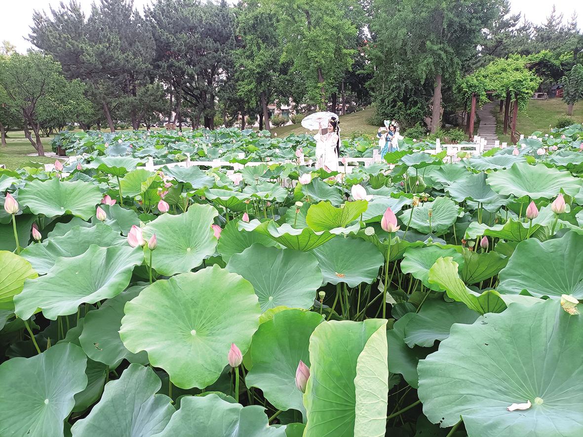 图片新闻|夏荷