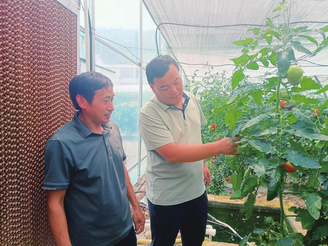 烟台蔬菜扎根巫山深处