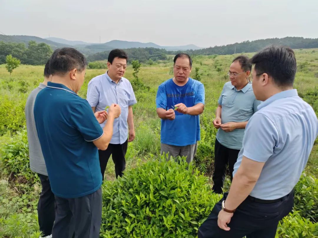 政协工作|市政协开展“烟台茶产业推进落实情况”专题视察