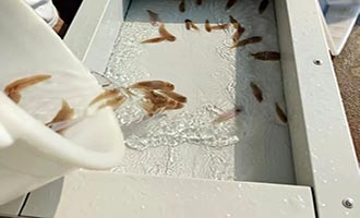 招远市大型水生生物增殖放流活动全面启动
