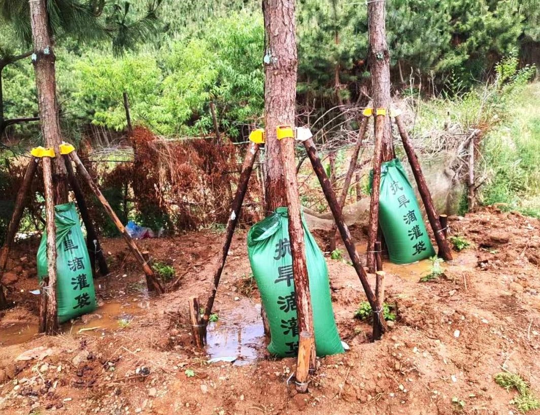 街头行道树挂上“滴灌袋” 避免频繁人工浇水对交通的干扰
