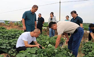 省薯类专家团齐聚招远，共绘齐山镇蜜薯产业高质量发展蓝图