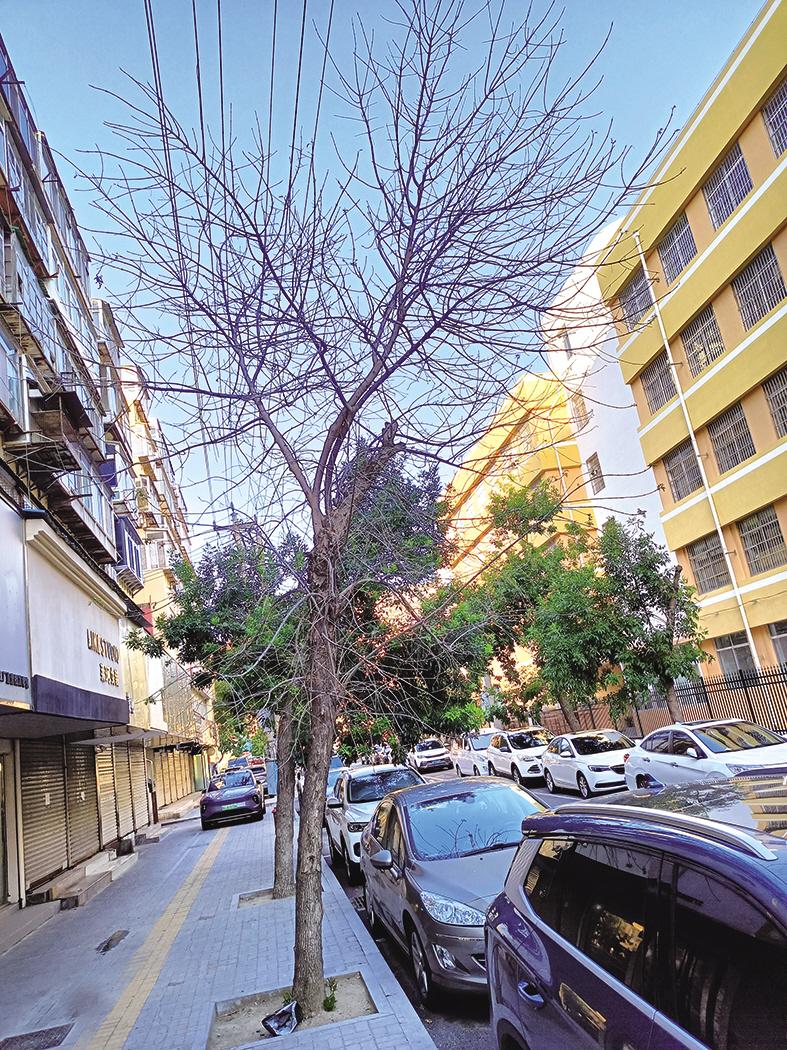 北大西街4棵枯树被清理了 市民：通行安全隐患消除