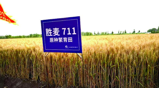 烟台“种业强芯”再添生力军