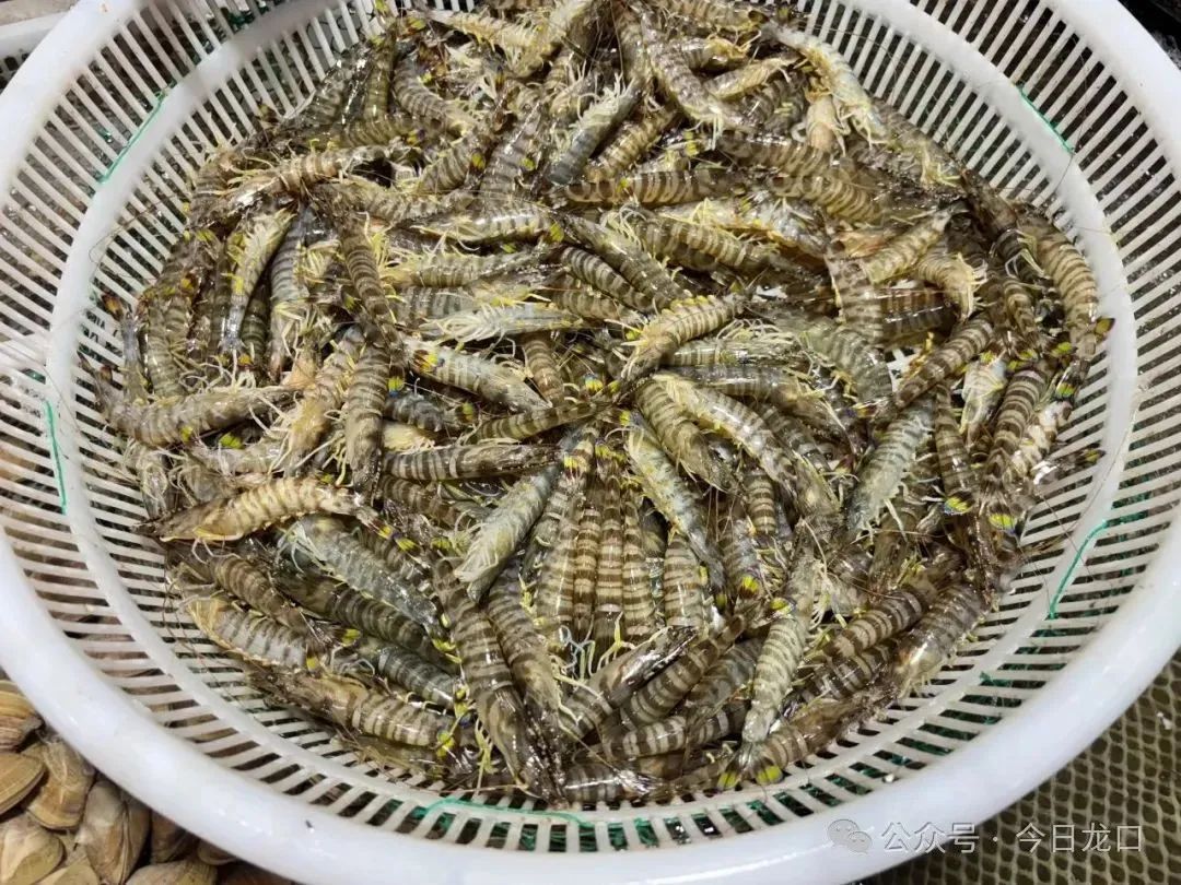 龙口这种海鲜，最近成了“新宠”！不少人批量买→