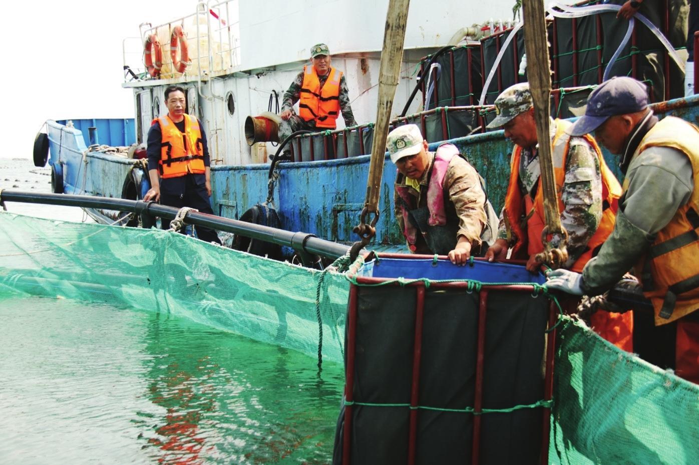 大力发展海洋牧场 积极进军远海养殖 南隍城30万笼扇贝喜迎丰收