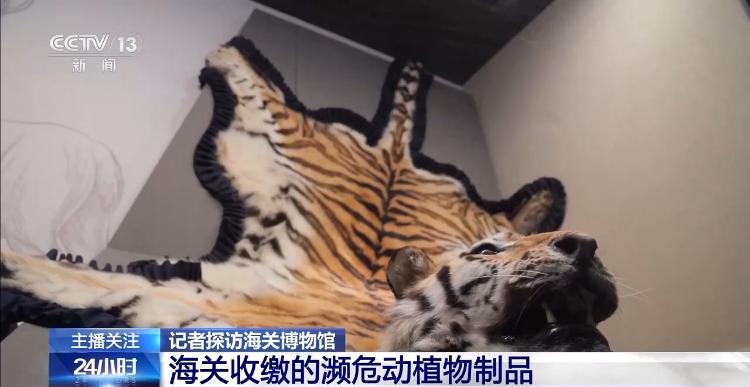 “淘货”变走私 海关查获多起濒危动物制品走私案
