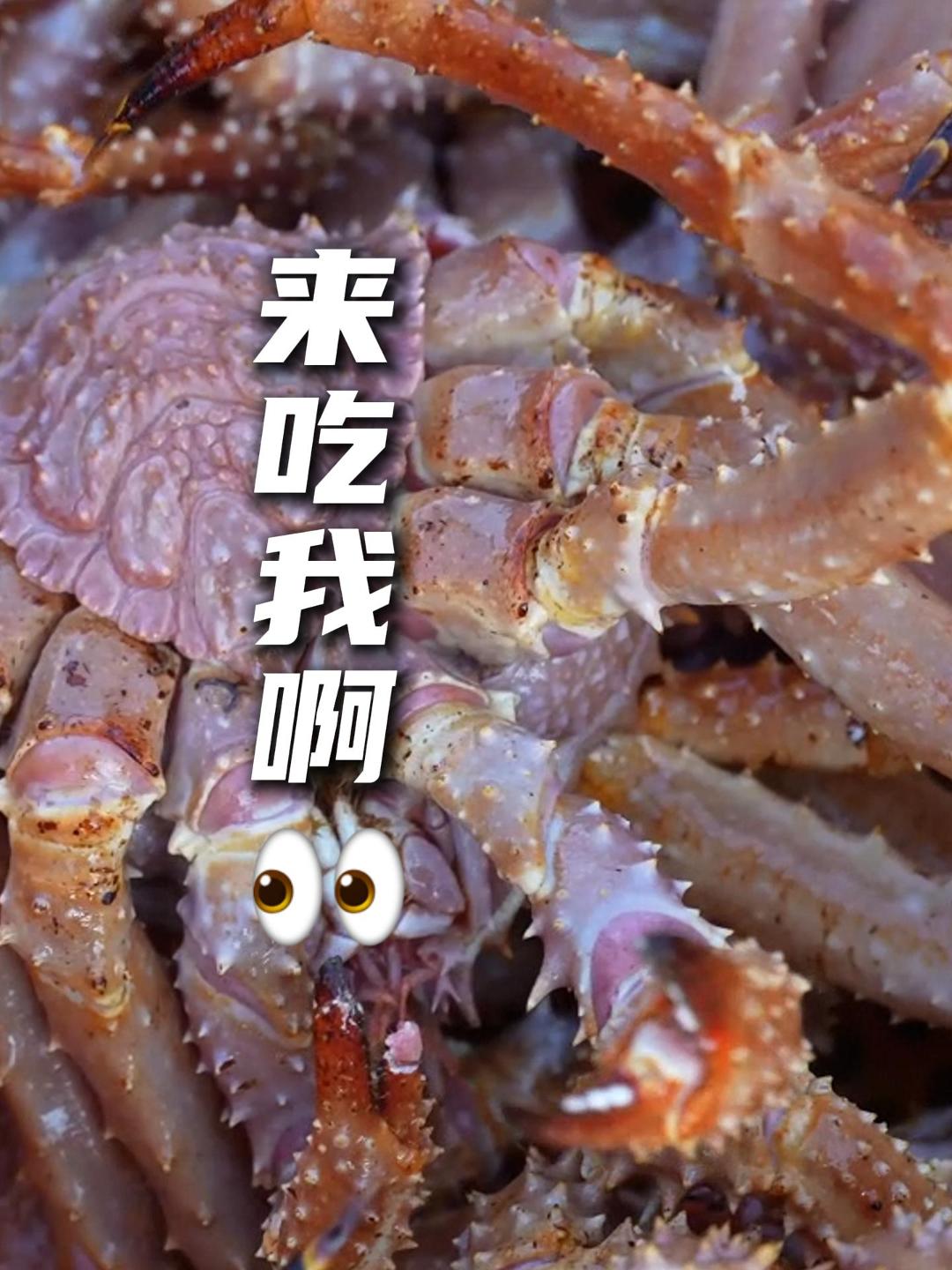 活品“黄金帝王蟹” 首次登陆烟台