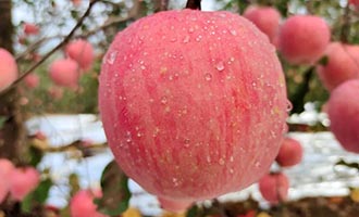 凭什么蝉联全国县域品牌第一？栖霞苹果的“脆甜秘密”全在这里