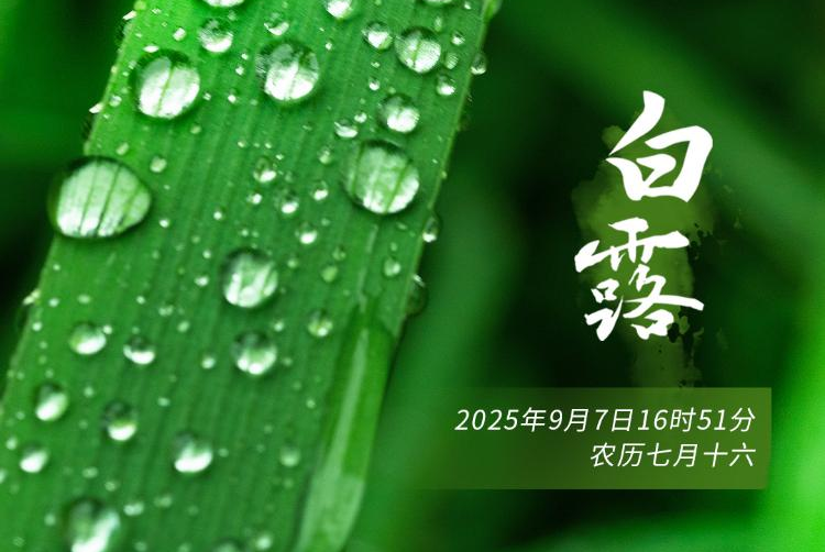 今日白露，一组海报带你感受秋意渐浓