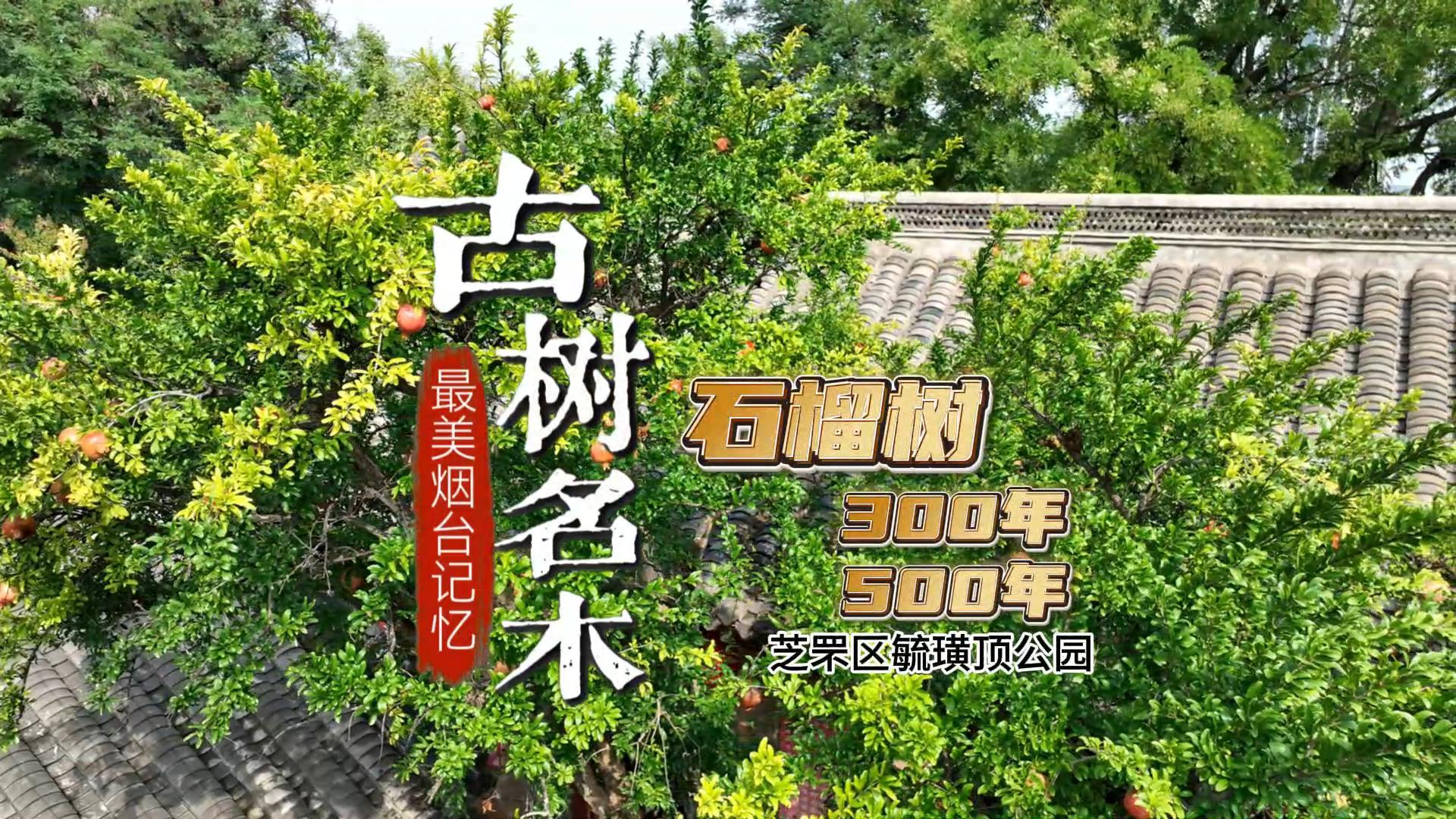 （古树名木  最美烟台记忆）芝罘区毓璜顶公园——石榴树  300年 500年