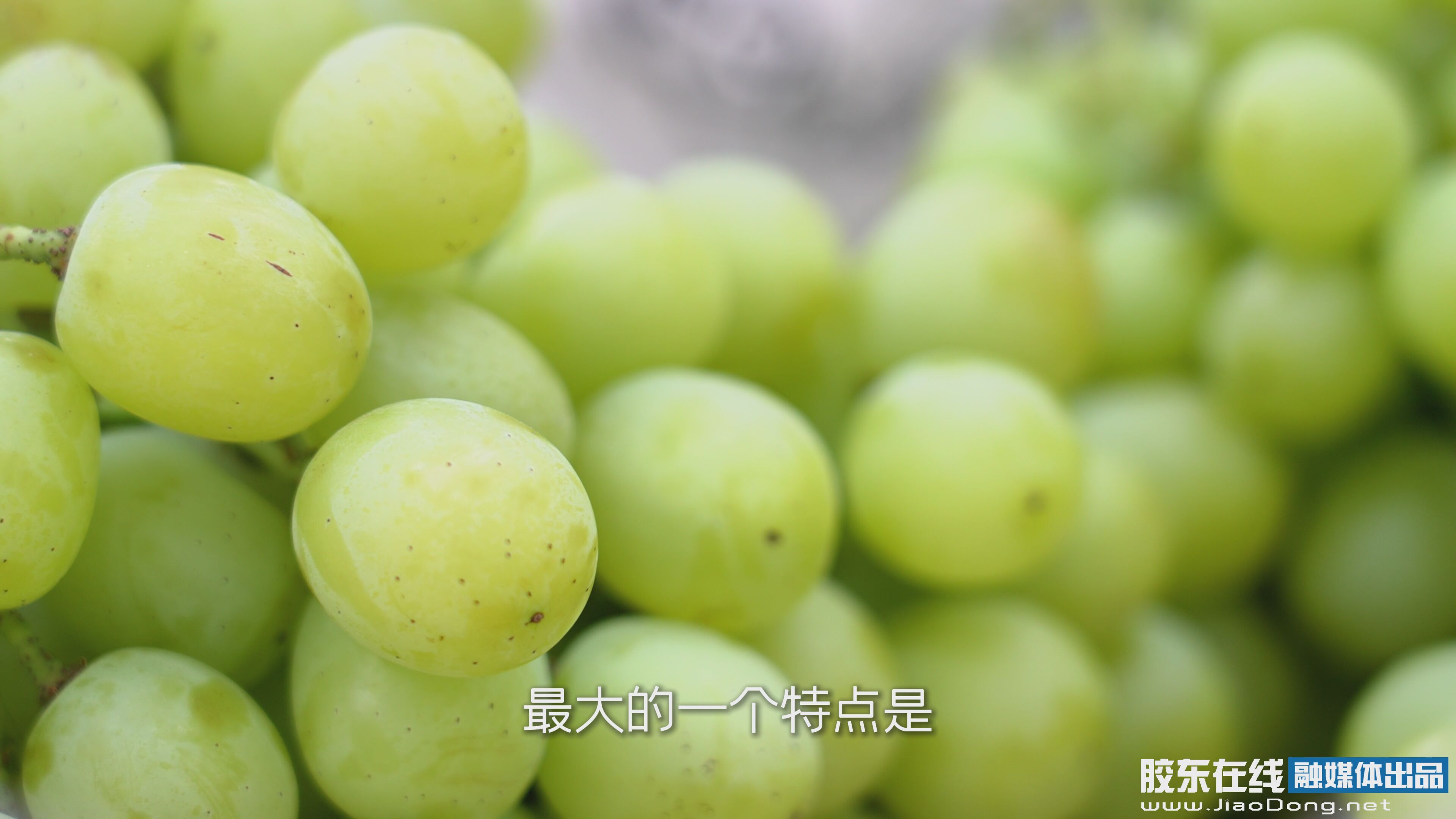 福山区庆祝第八个中国农民丰收节活动 烟台市农产品展销中心荟萃烟台味道