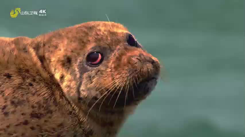 9月28日，山东卫视4K超高清频道，邀您共赴超清之约！这一眼，见天地浩渺，见文明流转，见齐鲁气象万千！
