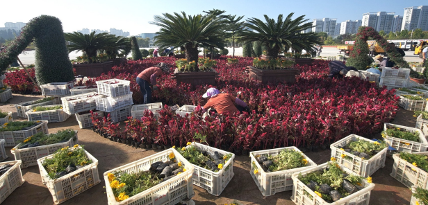 烟台30余万盆草花争艳迎“双节”