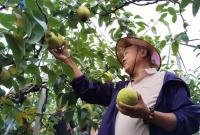 国庆假期,600多位游客、专家参加烟台莱阳“贡梨”釆摘节