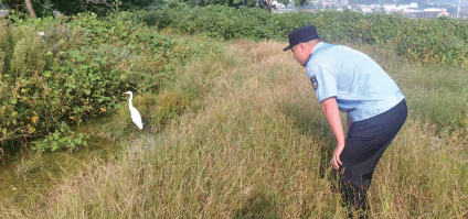 长岛警民暖心救助“国宝”黄嘴白鹭