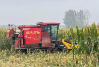 山东秋粮已收5954万亩，其中玉米收获超九成