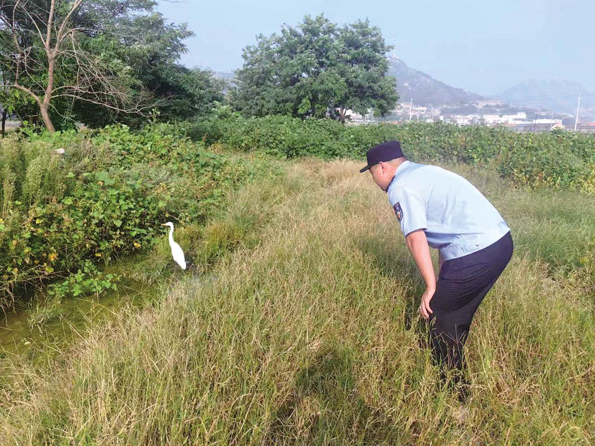 长岛警民暖心救助黄嘴白鹭