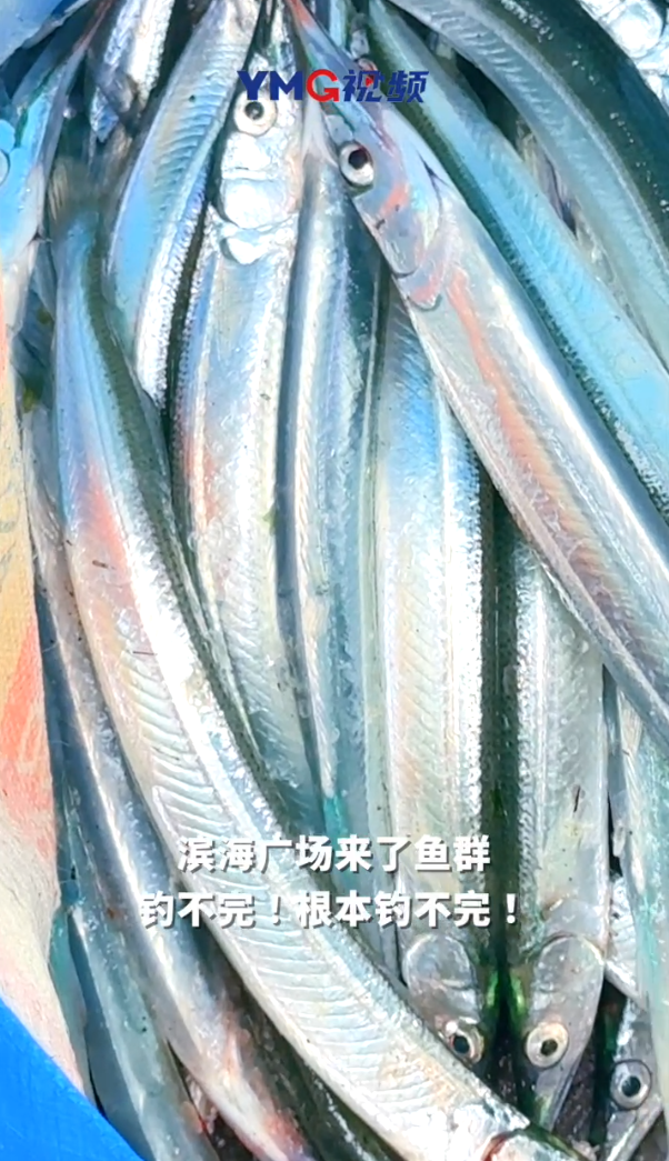 烟台滨海广场附近海域出现马步鱼群