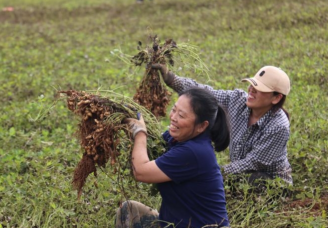 莱州城港路街道上演“秋收保卫战” 350亩花生抢收完毕