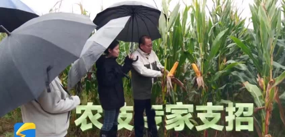 智能烘干、移动烘干机、空中搬运、专家支招……山东各地打出“组合拳”，多措并举保秋收
