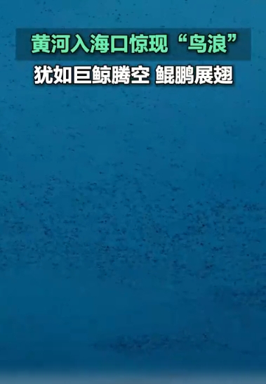 黄河入海口惊现“鸟浪”，犹如巨鲸腾空、鲲鹏展翅