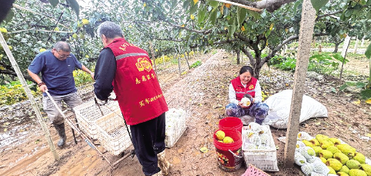 志愿者帮梨农抢收3000多斤莱阳梨