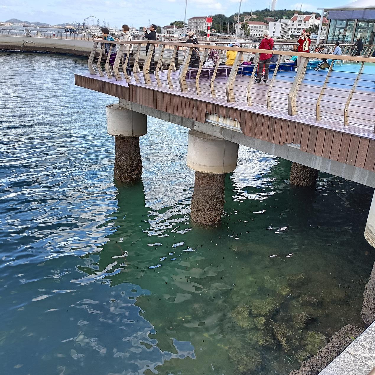 芝罘湾广场海滨漂来的垃圾已清理