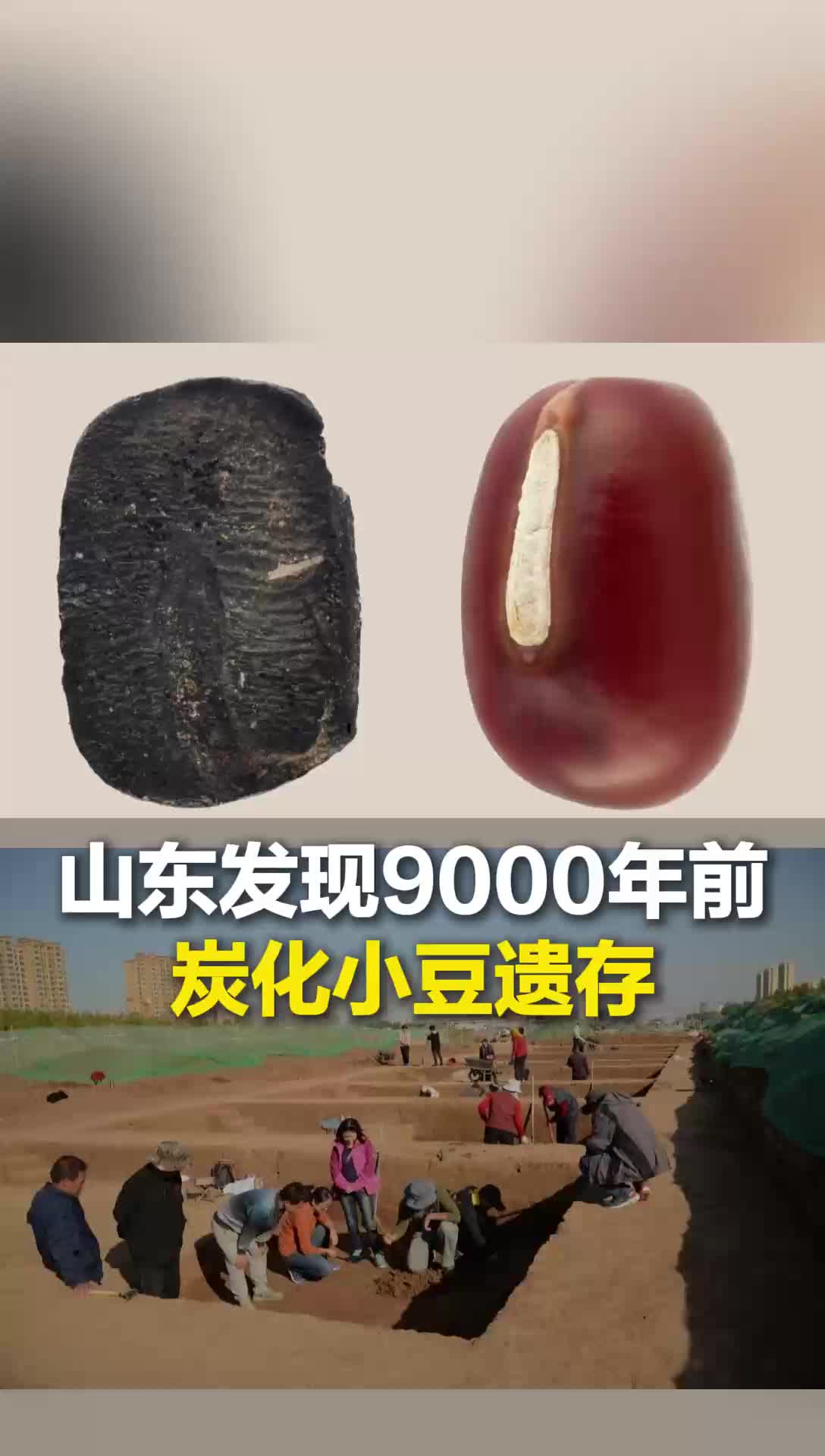 山东发现9000年前炭化小豆遗存,“粟类+豆类”作物组合延续数千年,影响黄河流域的定居社会与文明起源进程