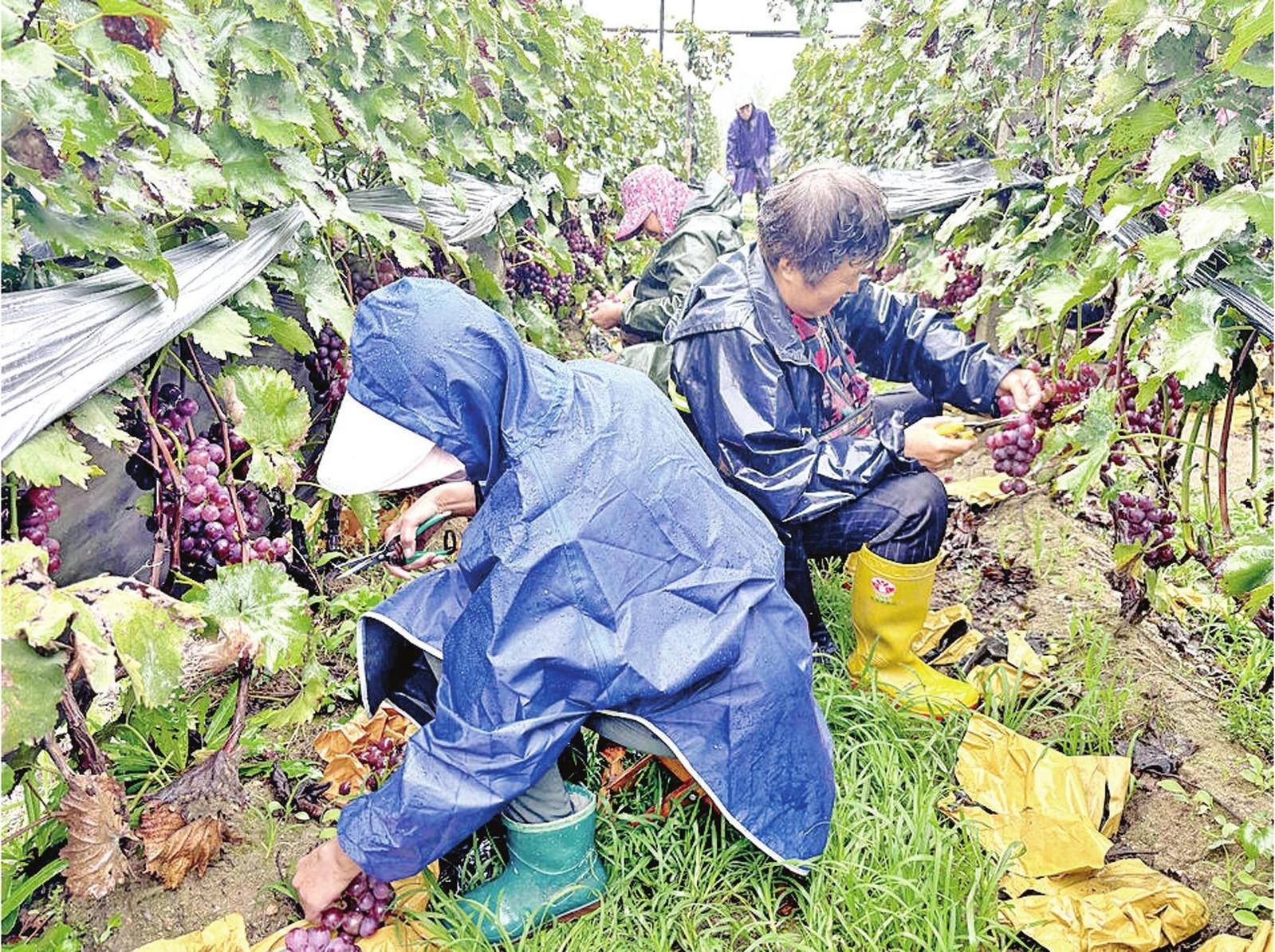 龙口上演一场与时间赛跑的爱心助农行动