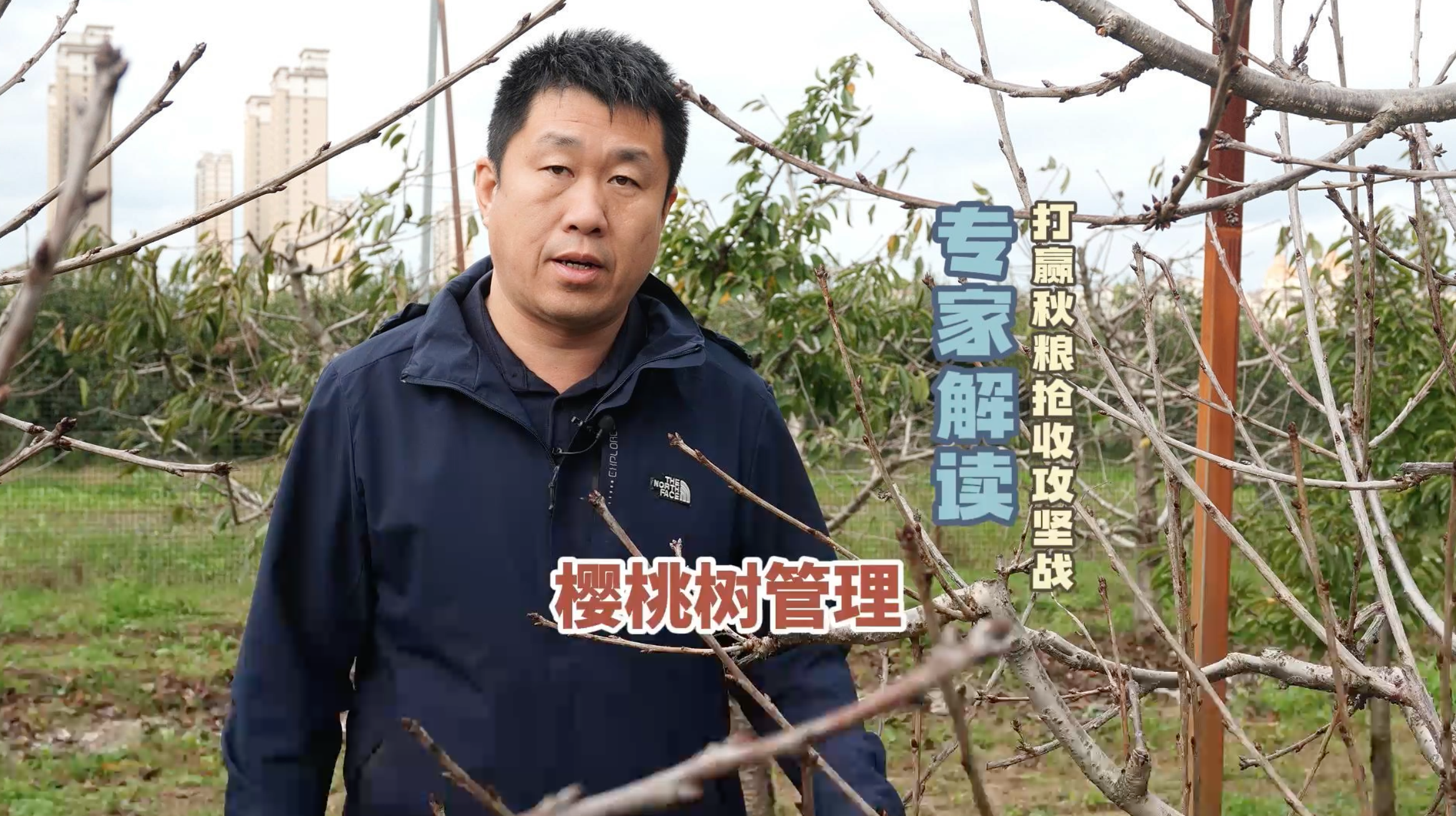 樱桃树管理，打赢秋粮抢收攻坚战专家解读