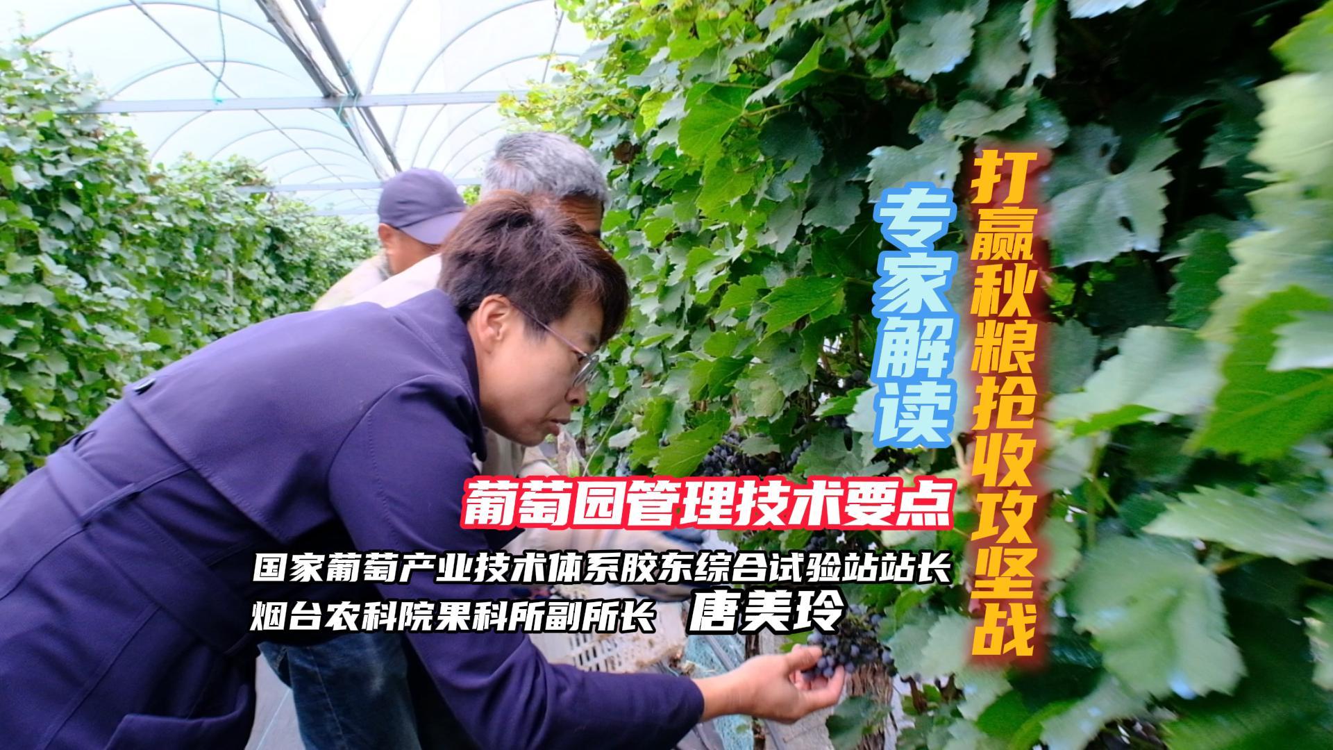 打赢秋粮抢收攻坚战 专家解读：葡萄园管理技术要点