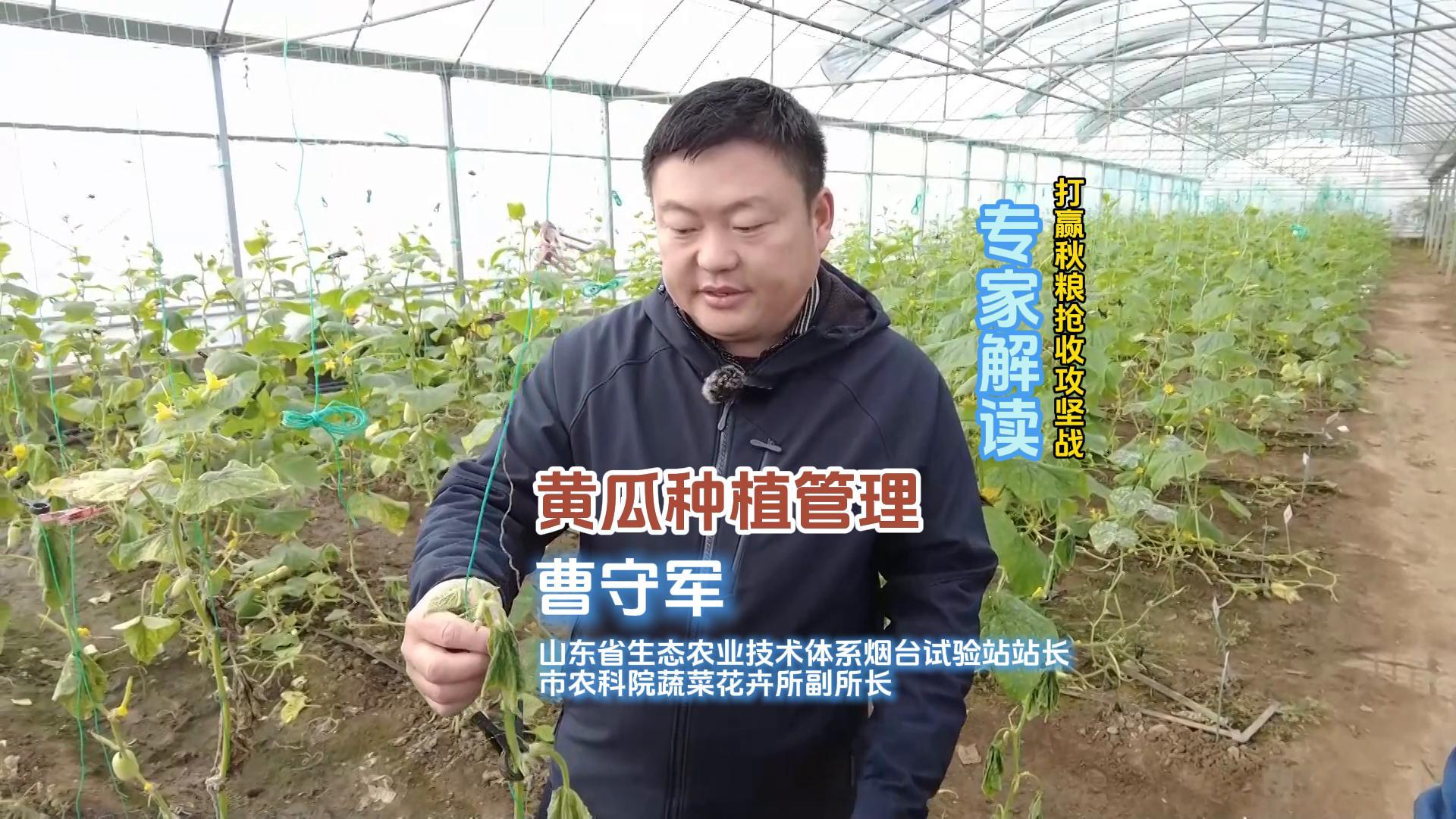 黄瓜种植管理，打赢秋粮抢收攻坚战专家解读