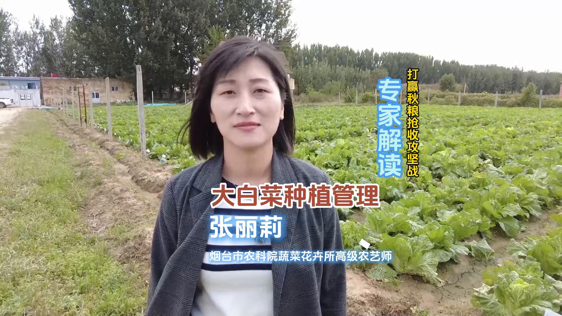 大白菜种植管理，打赢秋粮抢收攻坚战专家解读