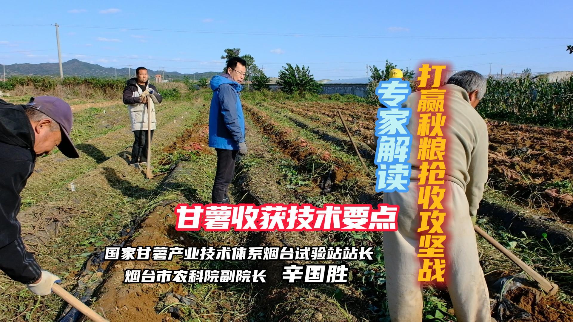 打赢秋粮抢收攻坚战 专家解读：甘薯收获技术要点