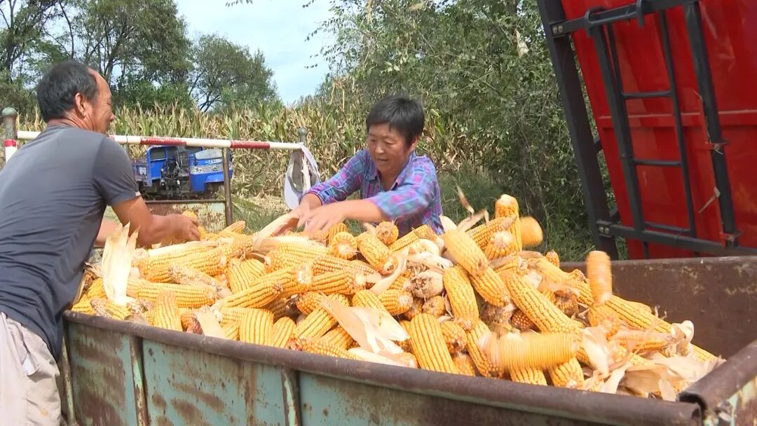 高于市价！牟平区对辖区内小农户玉米实行敞开收购
