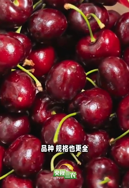 今冬第一批车厘子一箱近1000元 今年的车厘子会更便宜吗？