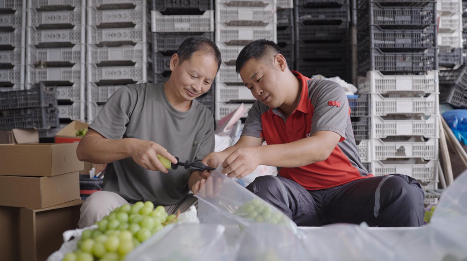 快递服务下沉田间 烟台特色农产品“乘”快车出山